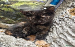 Mixed Breed cats for sale: Beautiful kitten looking for forever home  - Image 4