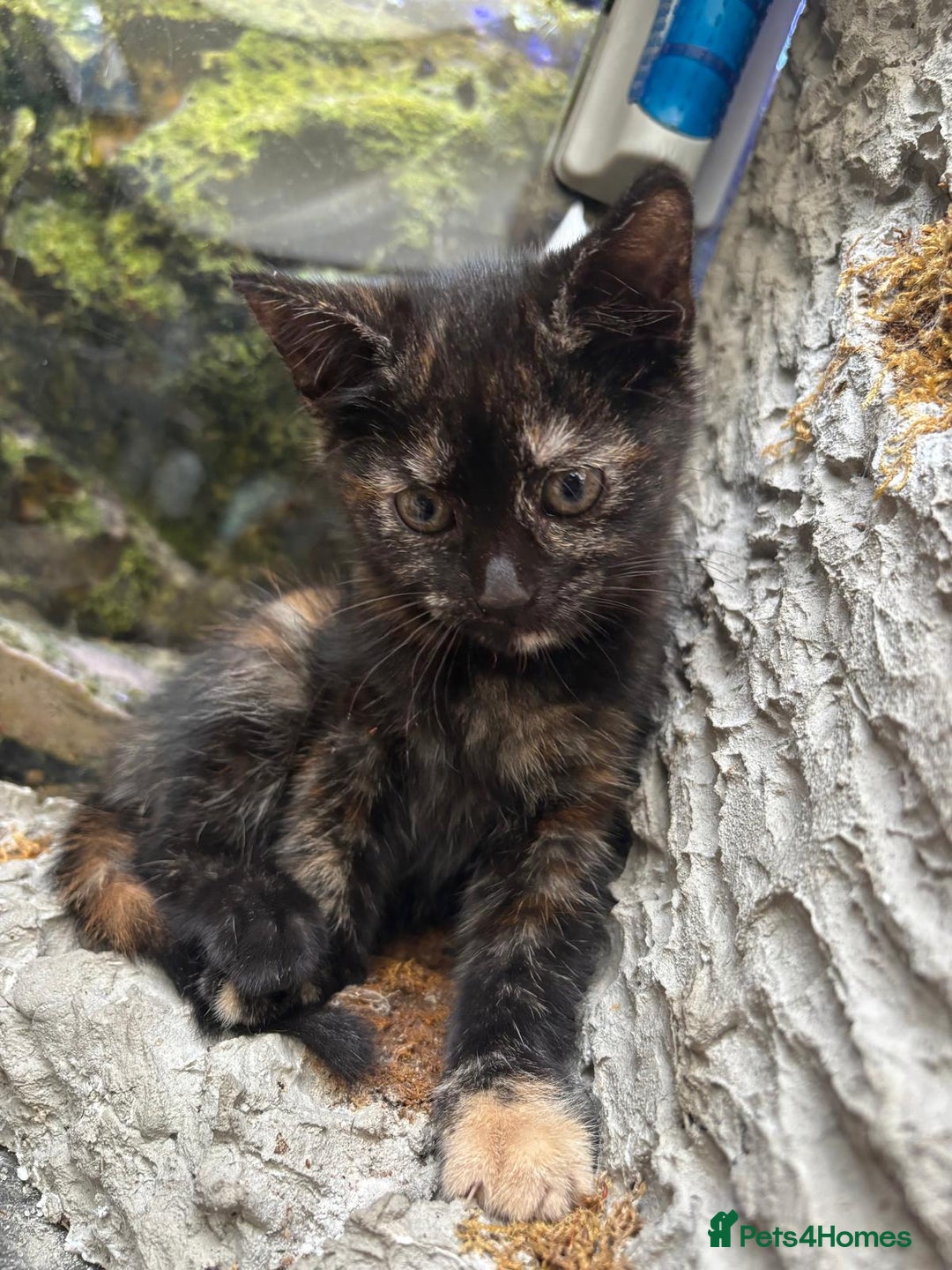 Mixed Breed cats for sale: Beautiful kitten looking for forever home  - Image 4