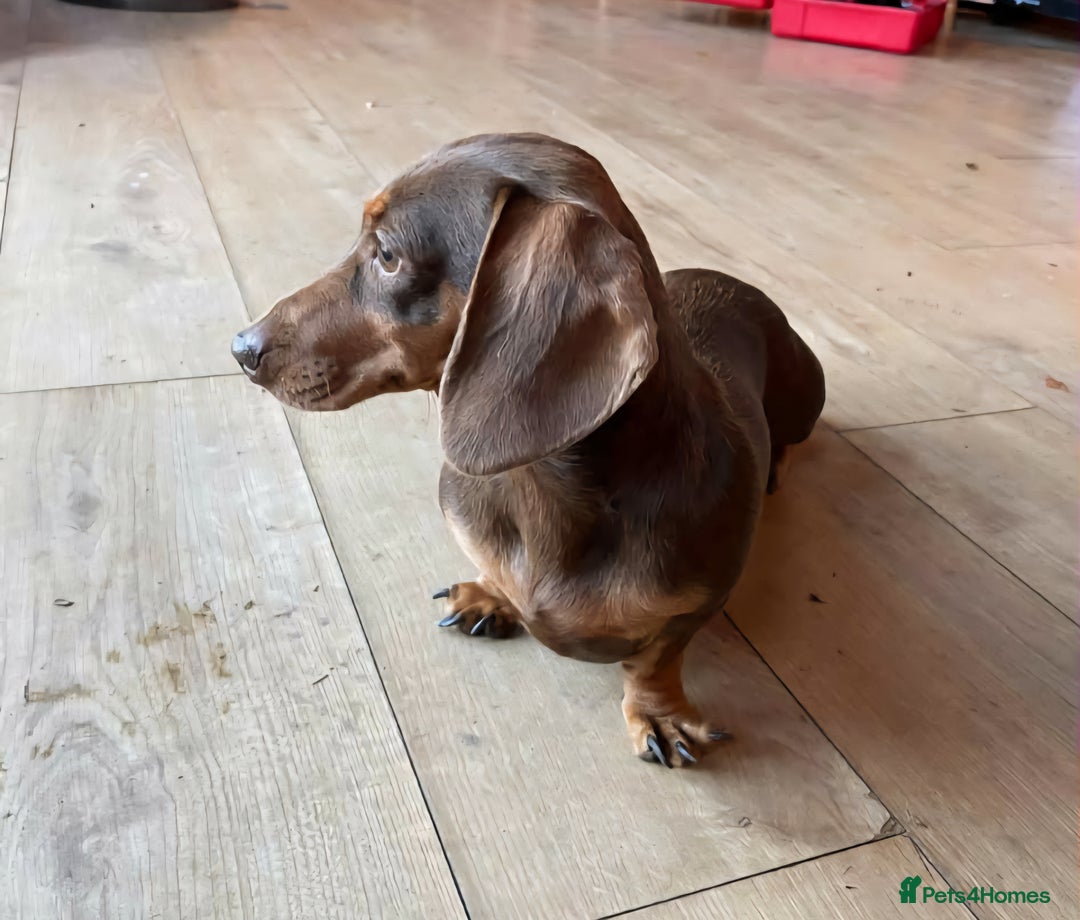 Miniature Dachshund dogs for sale: Beautiful miniture Daschund looking for a home !! - Image 4