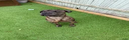 Mastiff dogs for stud: Rosco mastiff cross for stud in Cranbrook - Advert 2
