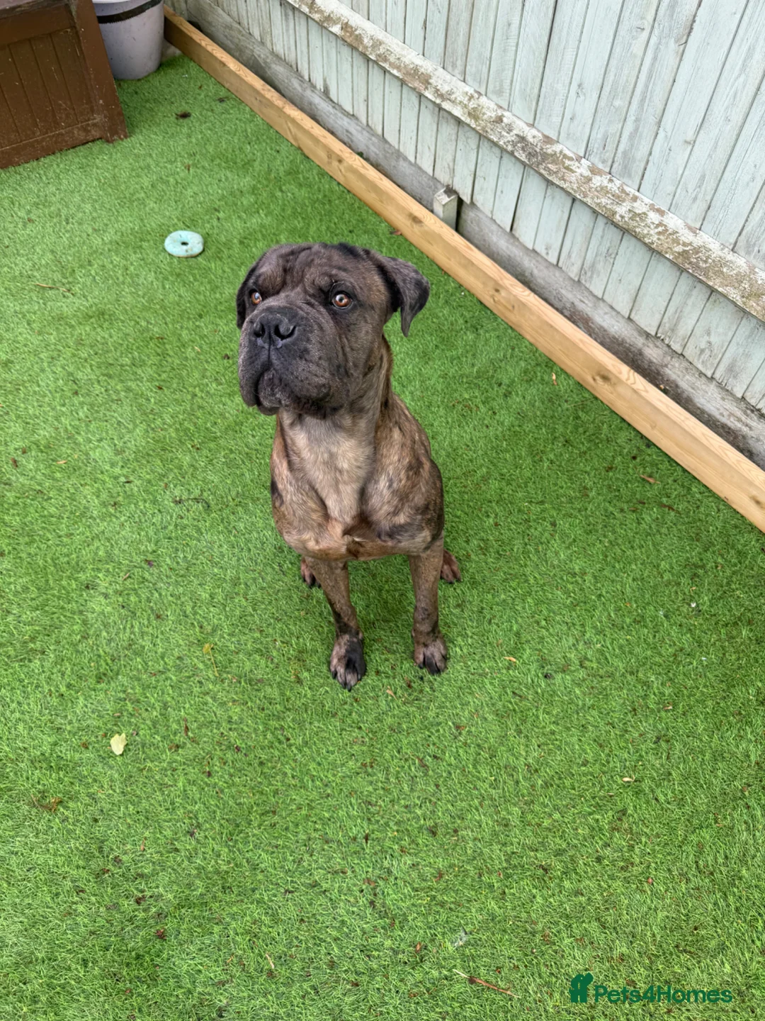Mastiff dogs for stud: Rosco mastiff cross for stud in Cranbrook - Advert 2