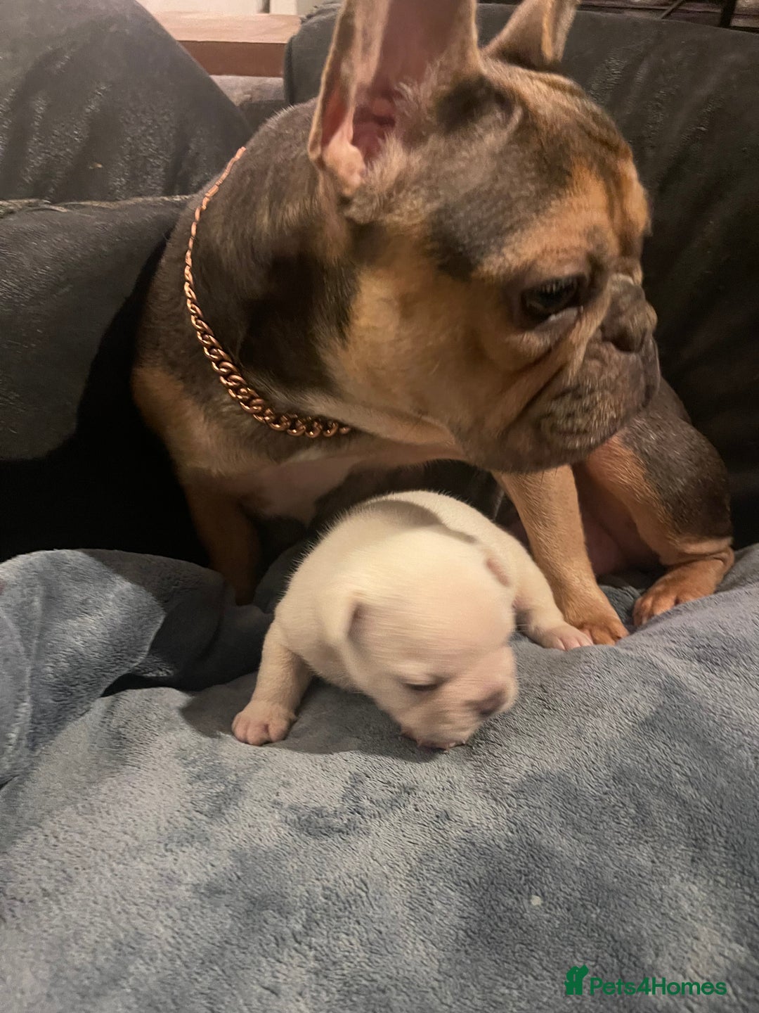 French Bulldog dogs for sale: Born Of Zeus Of Thunder - Advert 7