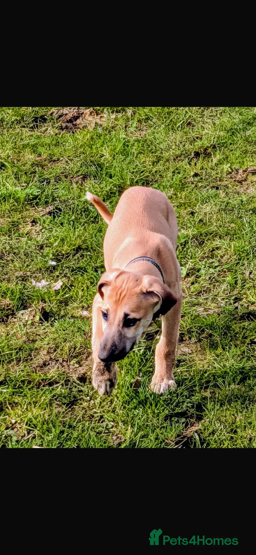 Lurcher dogs for sale: Saluki greyhound whippet  - Advert 5