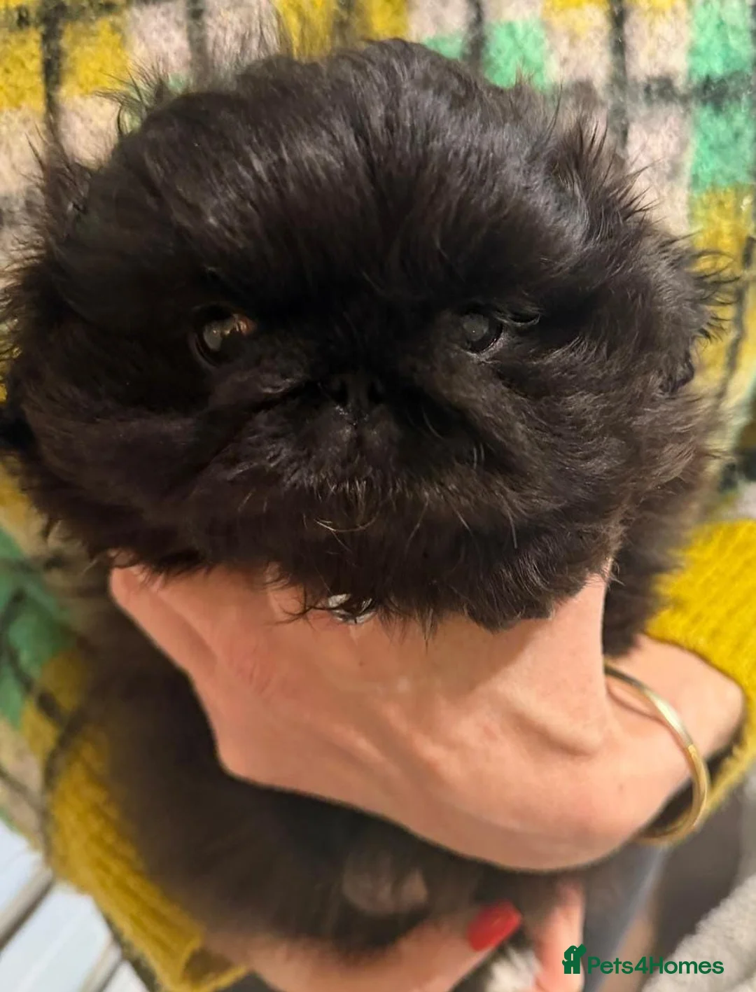 Pekingese dogs for sale: Two stunning female Pekingese black puppies - Advert 2