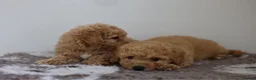 Cavapoo dogs for sale: Cavapoo Puppies  - Advert 7