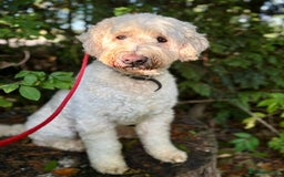 Goldendoodle dogs for sale: Beautiful male Goldendoodle looking for a home - Image 4