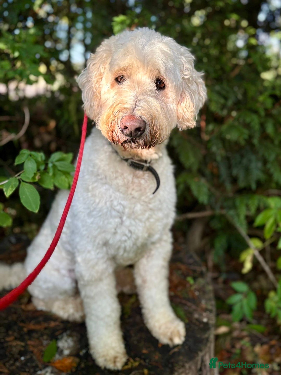 Goldendoodle dogs for sale: Beautiful male Goldendoodle looking for a home - Image 4
