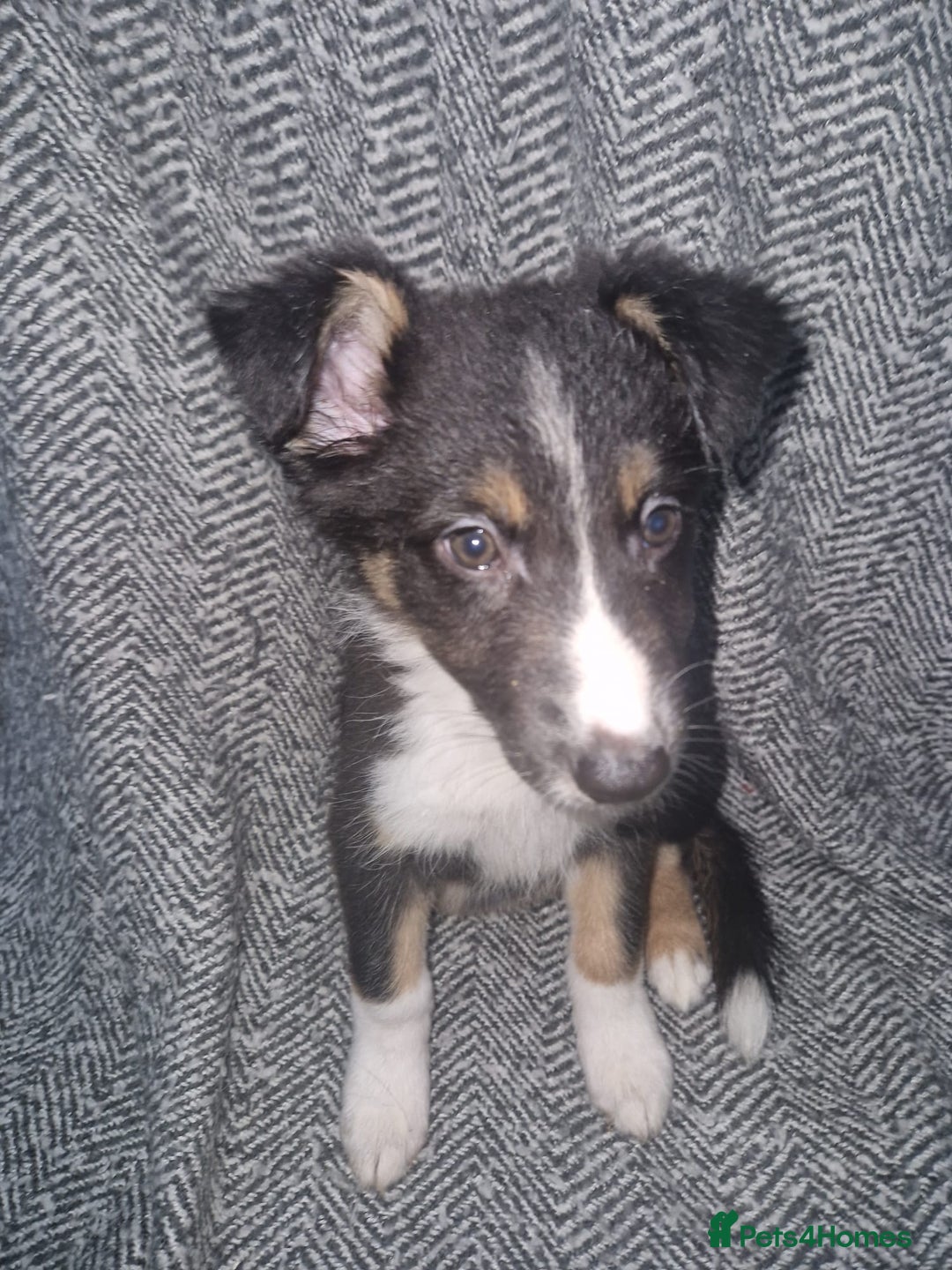 Border Collie dogs for sale: Stunning little litter of border collies  - Image 10