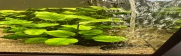 Corys fish for sale: 4-Year Established 120L Community Aquarium - Advert 6