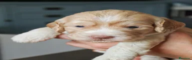 Cockapoo 2