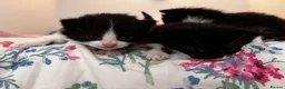 Mixed Breed cats for sale: 3 beautiful little boys available to reserve  - Advert 3
