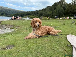 Cavapoo dogs 2& half year old cavapoo - Advert 12