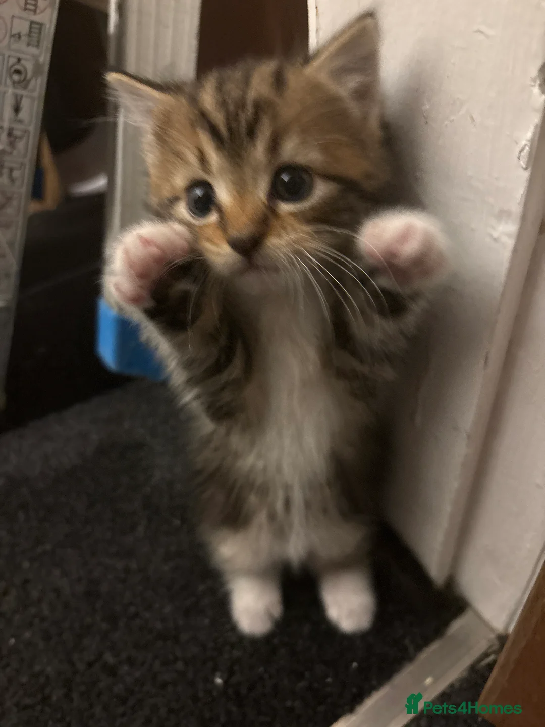 British Shorthair cats for sale: Kitten for sale with mum cat - Advert 4