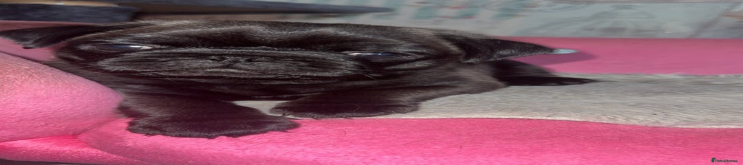 Pug Puppy 2