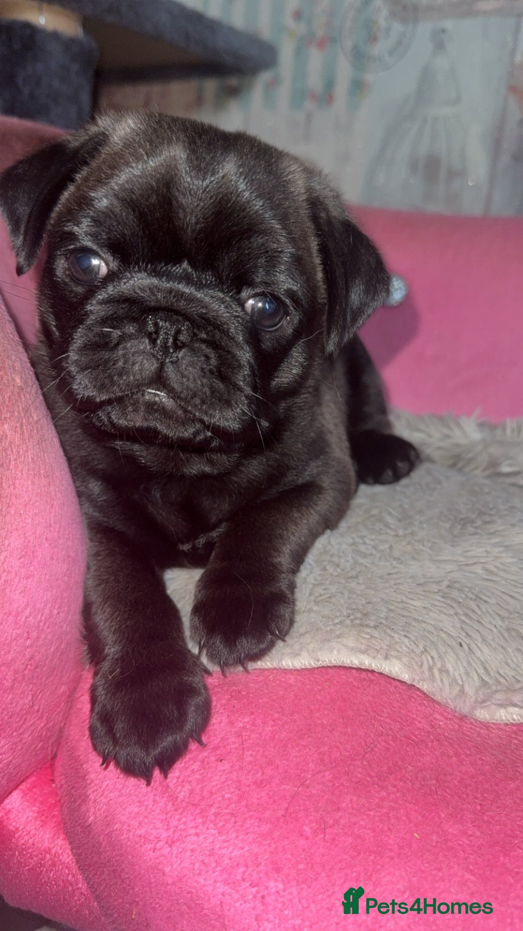 Pug dogs for sale: Two adorable pug  - Image 3