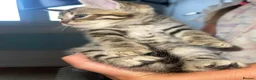 Bengal cats for sale: Beautiful kittens  - Advert 6