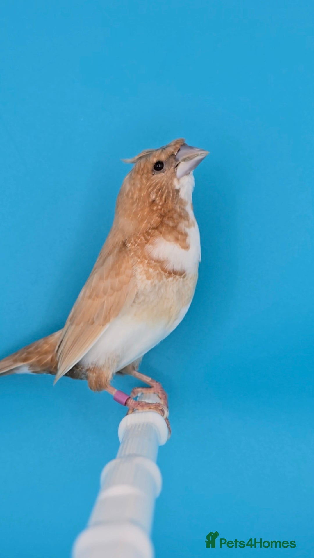 Finches birds for sale: Bengalese finches  - Advert 4