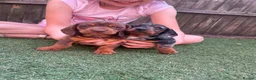 Dachshund dogs for sale: Dchshund miniature - Advert 12