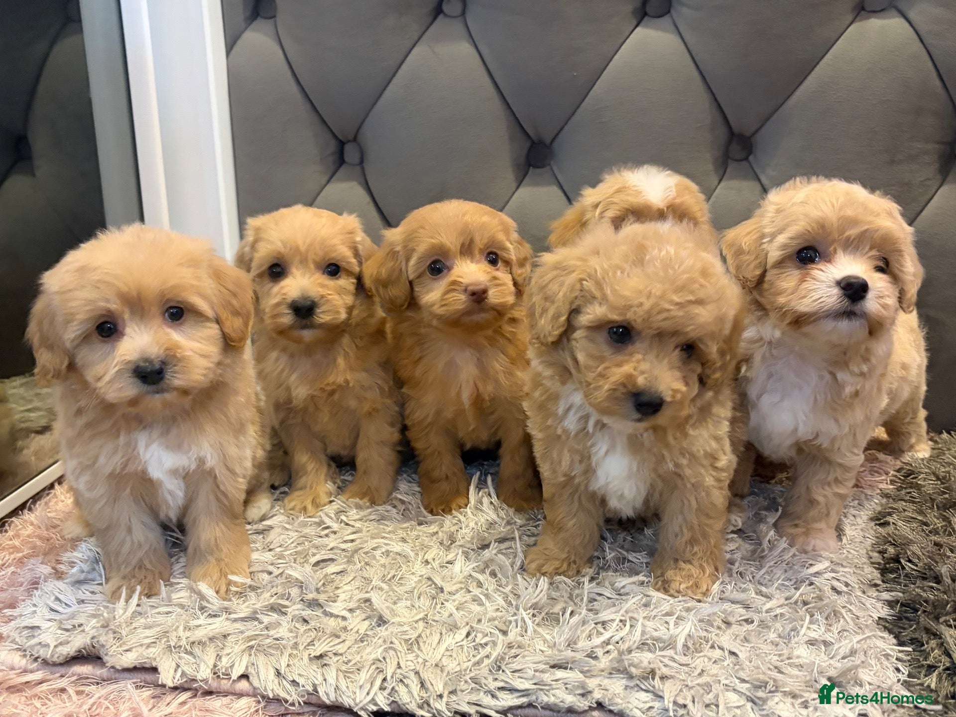 Maltipoo dogs DNA Clear & KC reg parents  - Advert 1