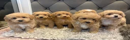 Maltipoo dogs for sale: DNA Clear & KC reg parents  - Advert 3