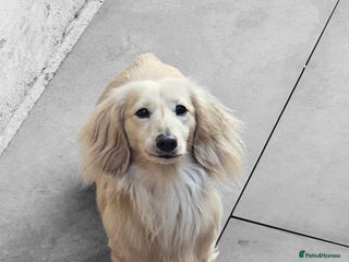 Miniature Dachshund dogs Cream Long-haired miniature Dachshund kc reg in Blackburn - Advert 22