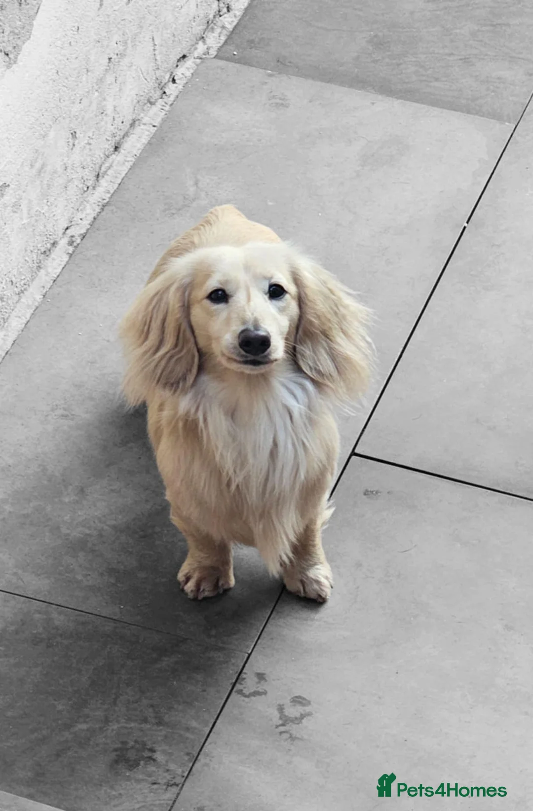 Miniature Dachshund dogs for stud: Cream Long-haired miniature Dachshund kc reg in Blackburn - Advert 3