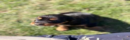 Mixed Breed dogs for sale: Beautiful Cocker X pups  - Advert 20
