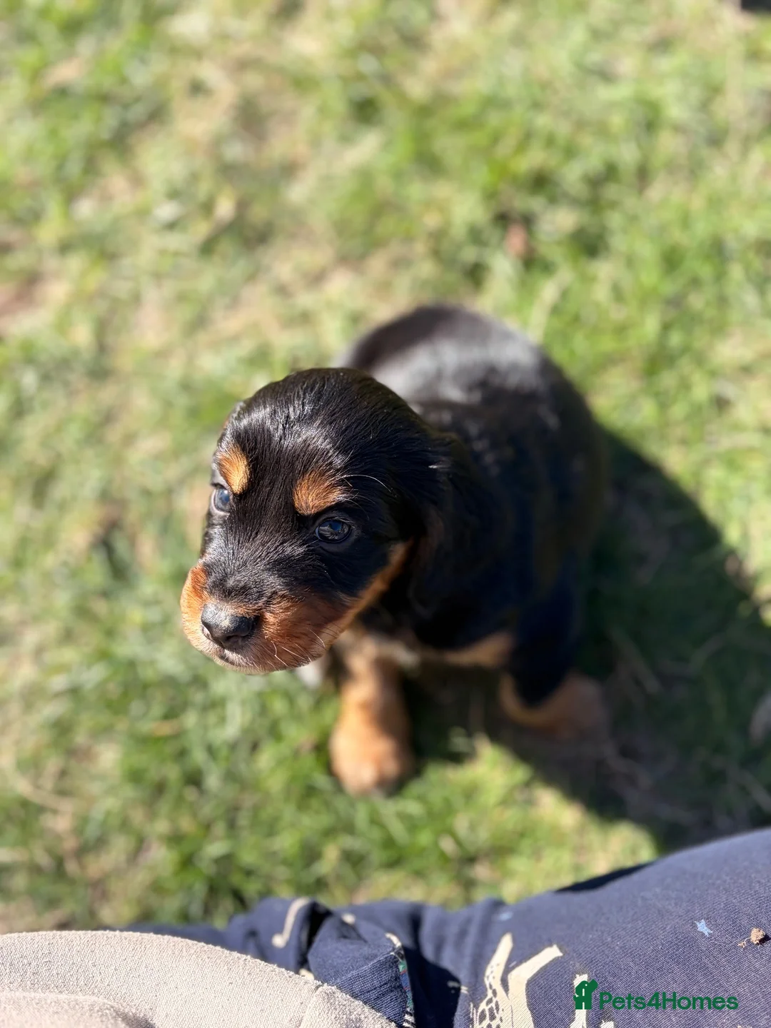 Mixed Breed dogs for sale: Beautiful Cocker X pups  - Advert 20