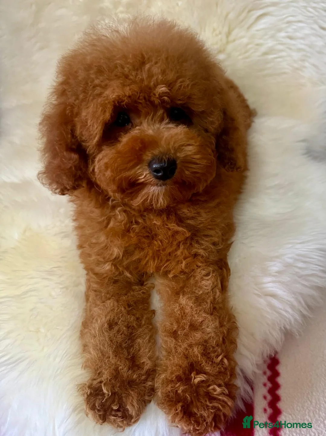 Maltipoo dogs for sale: STUNNING MALTIPOO GIRL READY NOW! - Advert 2