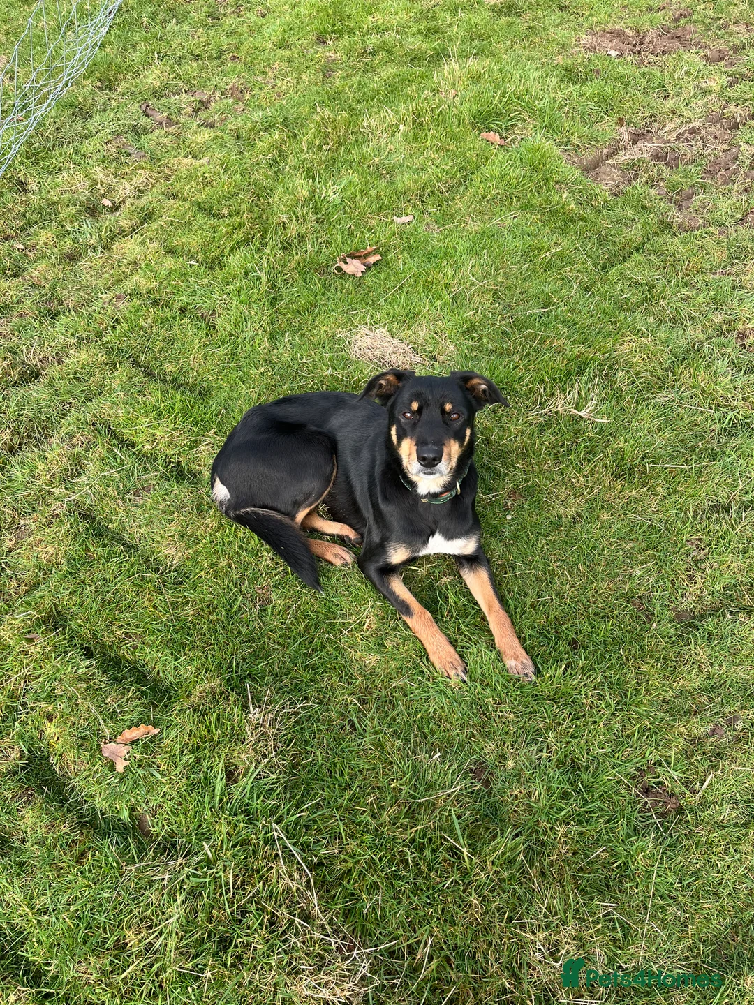 Mixed Breed dogs for sale: 4 month old pups  - Advert 1