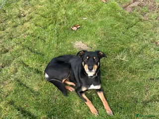 Mixed Breed dogs 4 month old pups - Advert 4