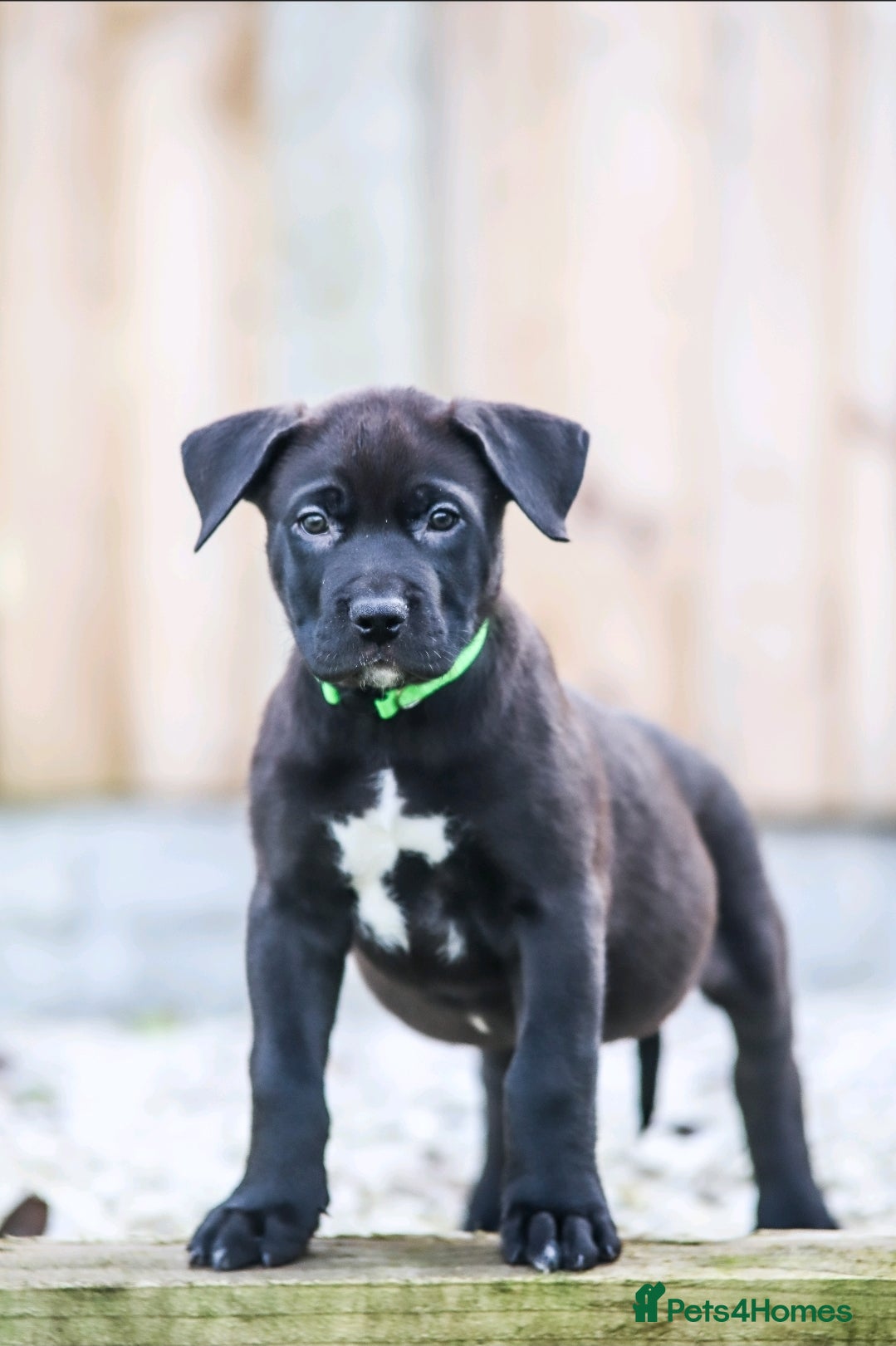 Mixed Breed dogs Final Boy Ready to go - Husky/CorsoXAkita/Staff - Advert 13