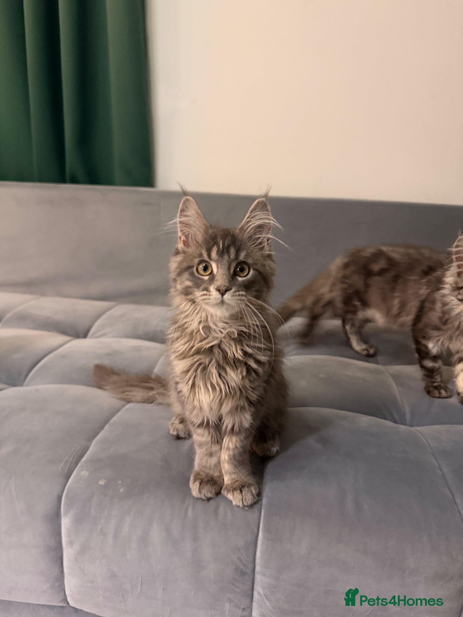 Maine Coon cats for sale: Beautiful kittens pure Maincoon  - Advert 16