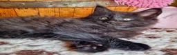 Mixed Breed cats for sale: Mainecoon Kittens  - Advert 9