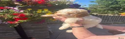 Lagotto Romagnolo dogs for sale: Butiful Lagato Romagnolo  pups for sale - Advert 9