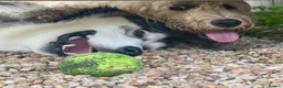 Alaskan Malamute dogs for adoption: Teddy (Alaskan Malamute) in Southampton - Advert 11