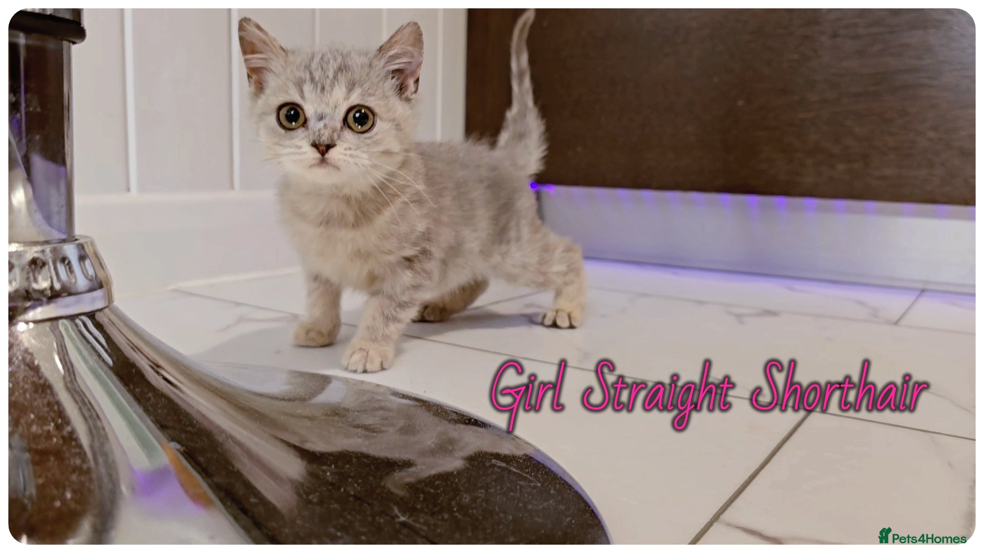 Scottish Fold cats Scotish fold kittens - Advert 17
