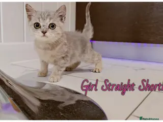 Scottish Fold cats Scotish fold kittens - Advert 17