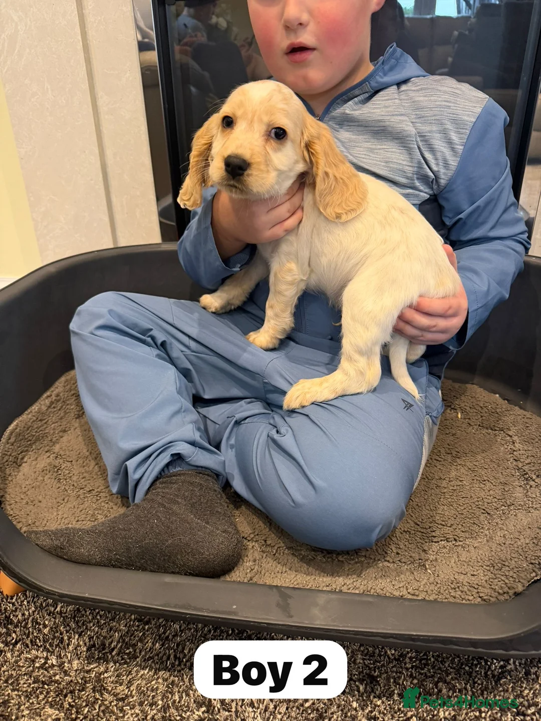 Cocker Spaniel dogs for sale: Beautiful adorable show type cocker spaniels - Advert 20