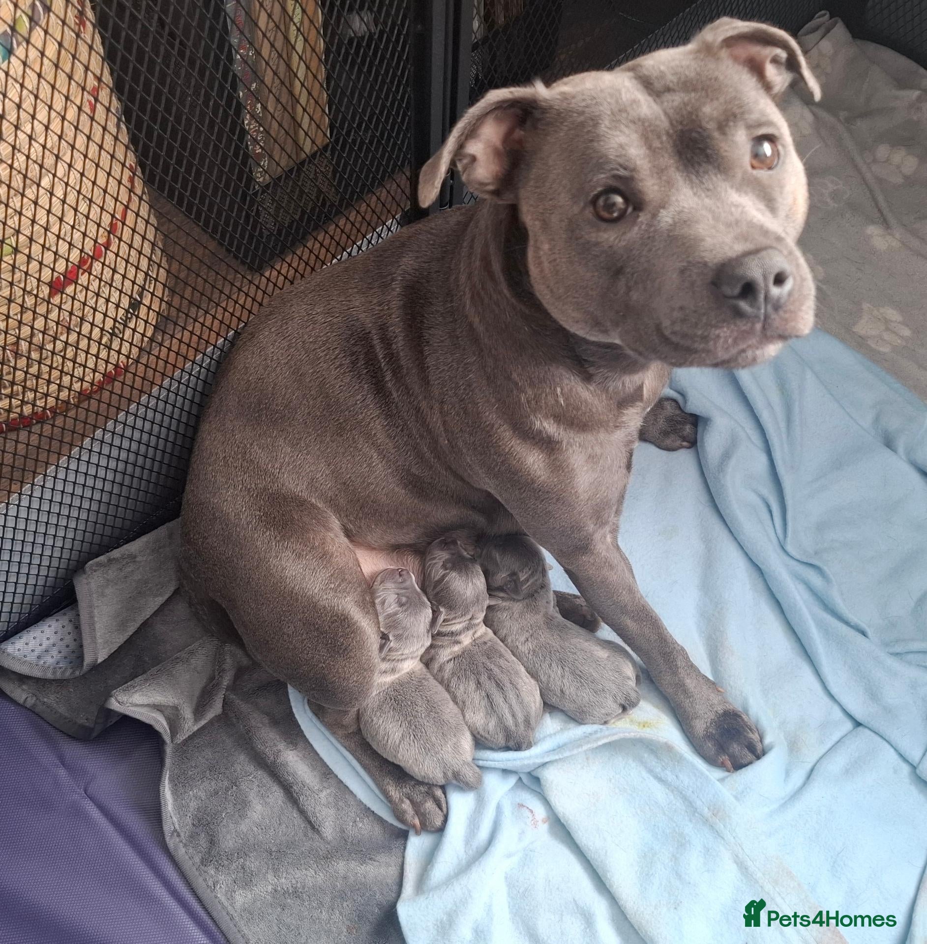 Staffordshire Bull Terrier dogs KC Blue Short Legged Staffordshire Bull Terrior - Advert 3