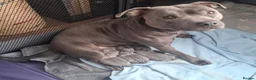 Staffordshire Bull Terrier dogs for sale: KC Blue Short Legged Staffordshire Bull Terrior - Advert 1