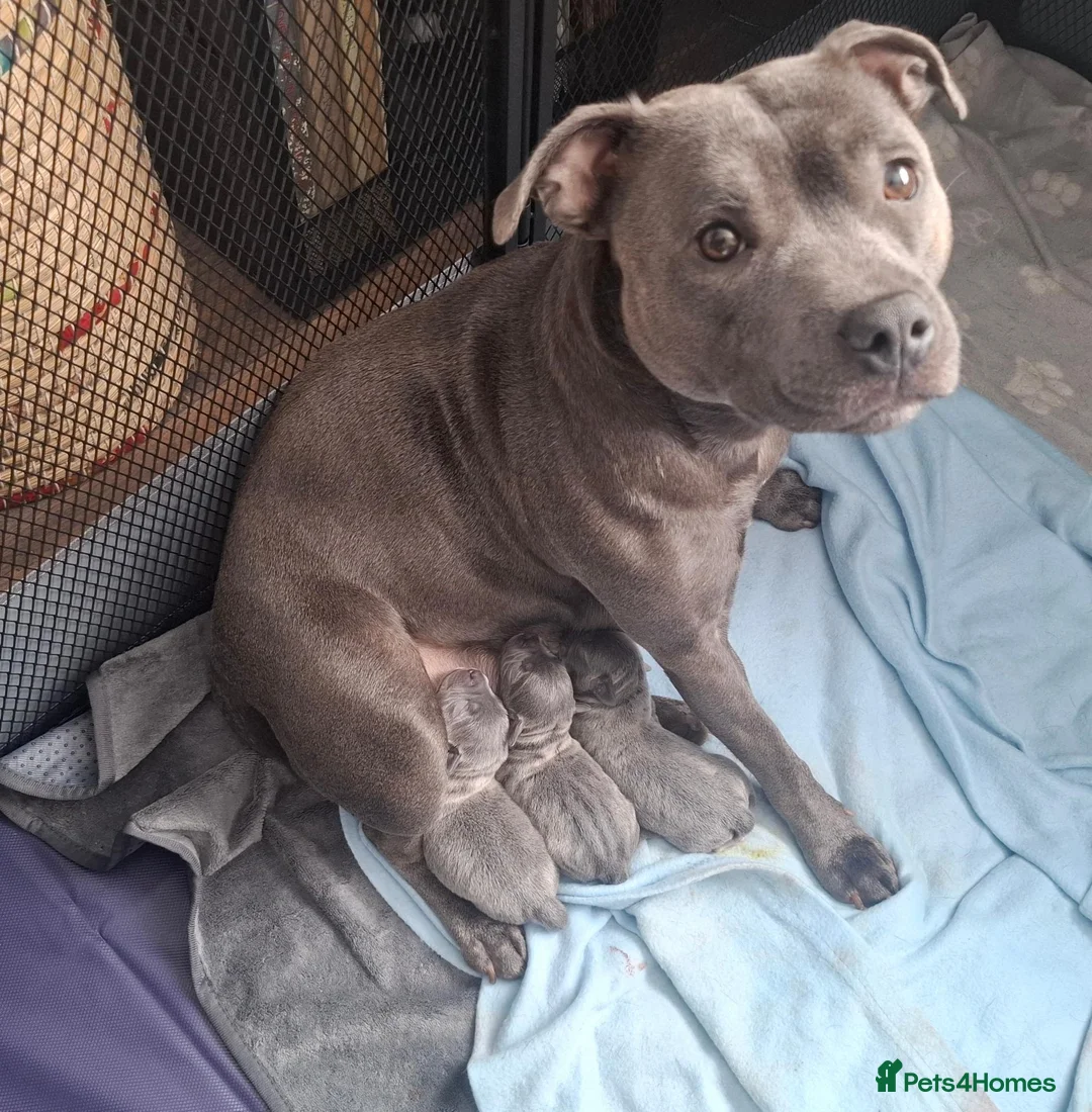Staffordshire Bull Terrier dogs for sale: KC Blue Short Legged Staffordshire Bull Terrior - Advert 1