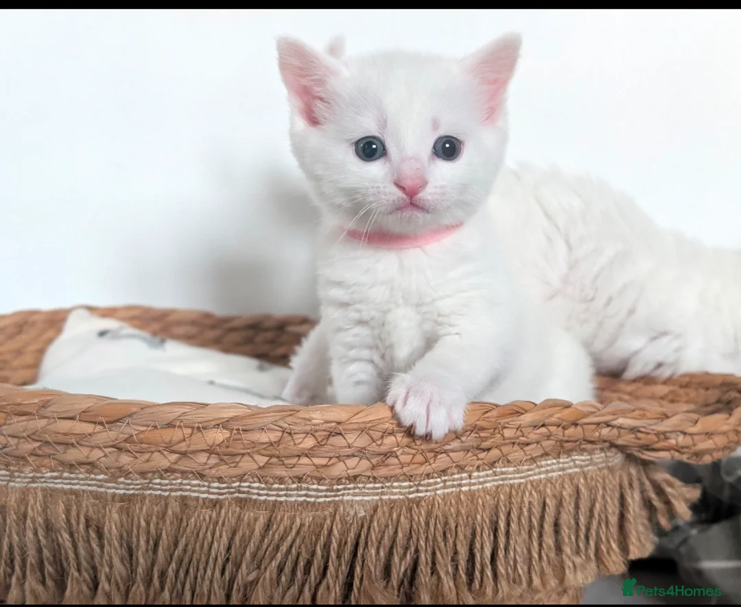 Mixed Breed cats for sale: Two adorable female kittens - Advert 2