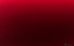 Russian Blue cats for sale: Russian Blue Kitten - Image 4