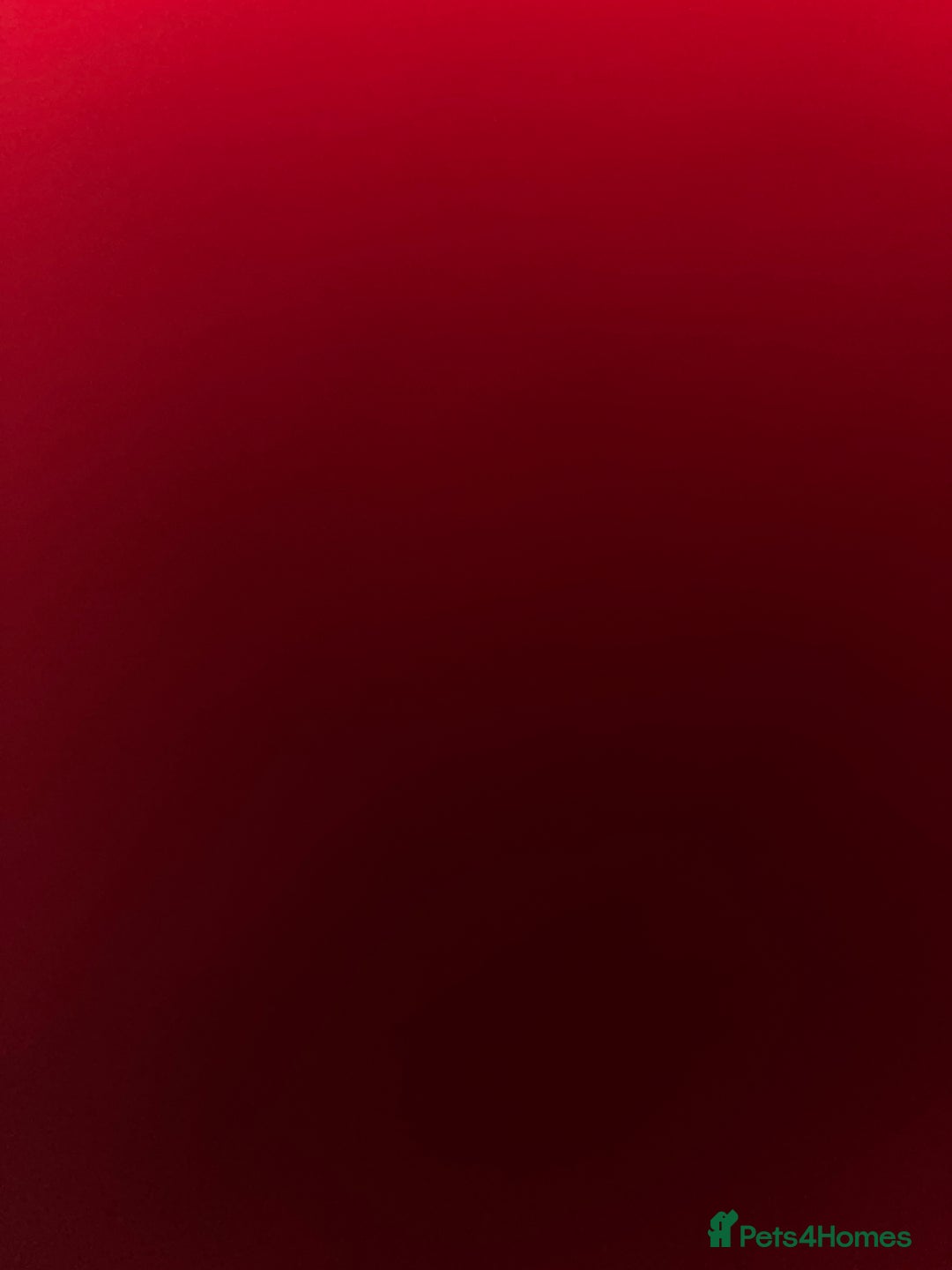 Russian Blue cats for sale: Russian Blue Kitten - Image 4