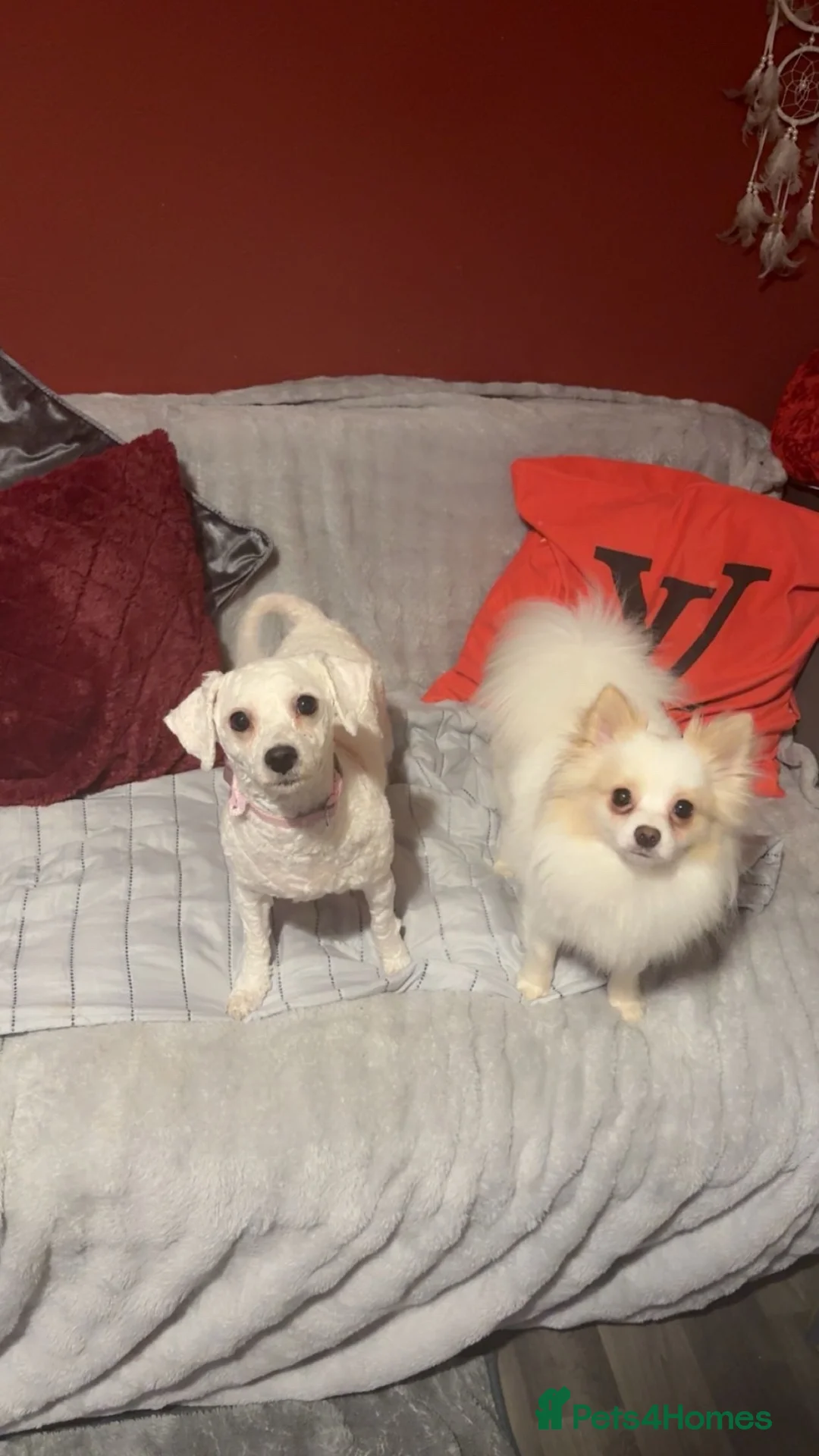 Pomchi dogs for sale: Milo  - Advert 2