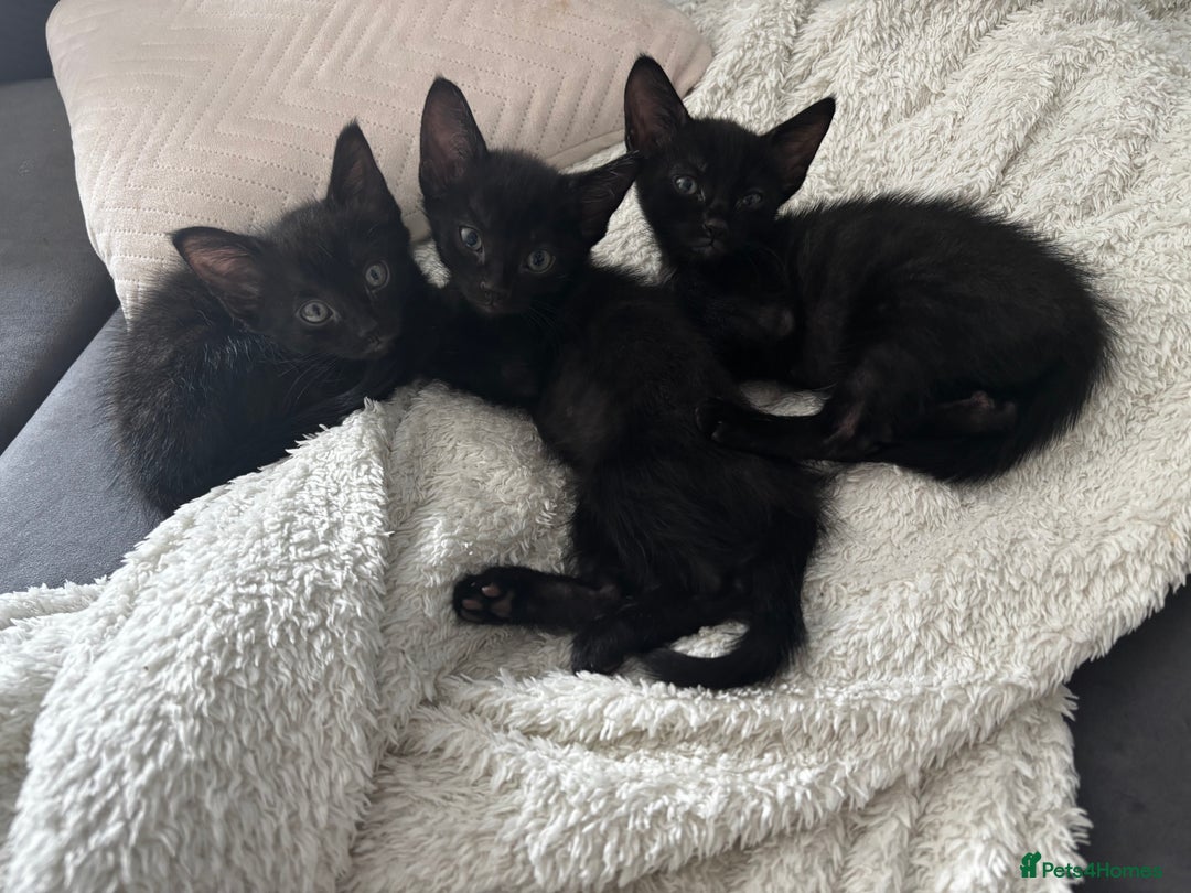 Russian Blue cats for sale: 3 Russian blue - Image 2