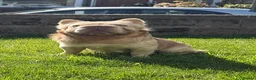 French Bulldog dogs for sale: Exotic French bulldog puppies/Health Tested Parent in Stoke-on-Trent - Advert 18