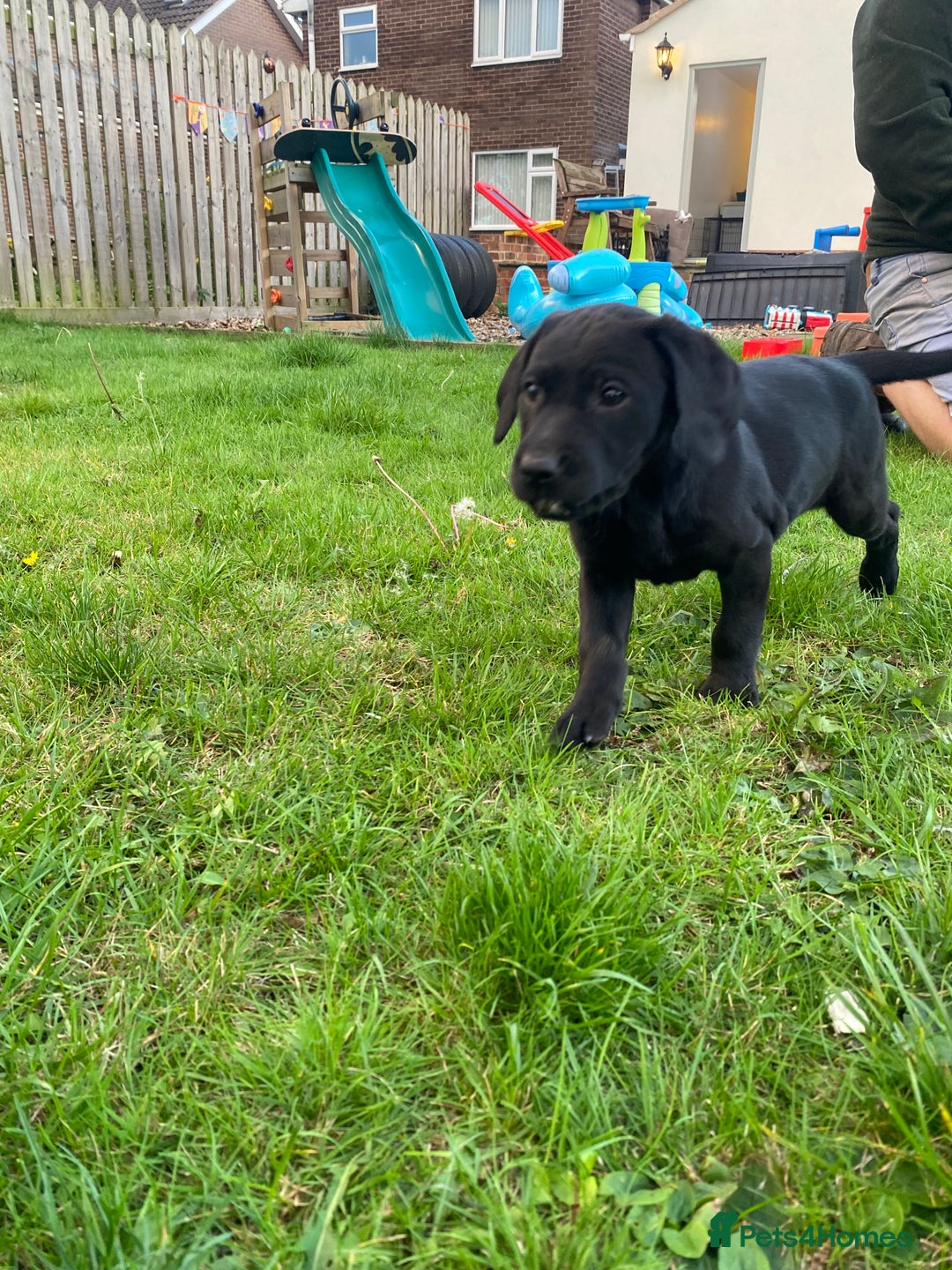 Labrador Retriever dogs for sale: 3 black labrador puppies  - Image 10