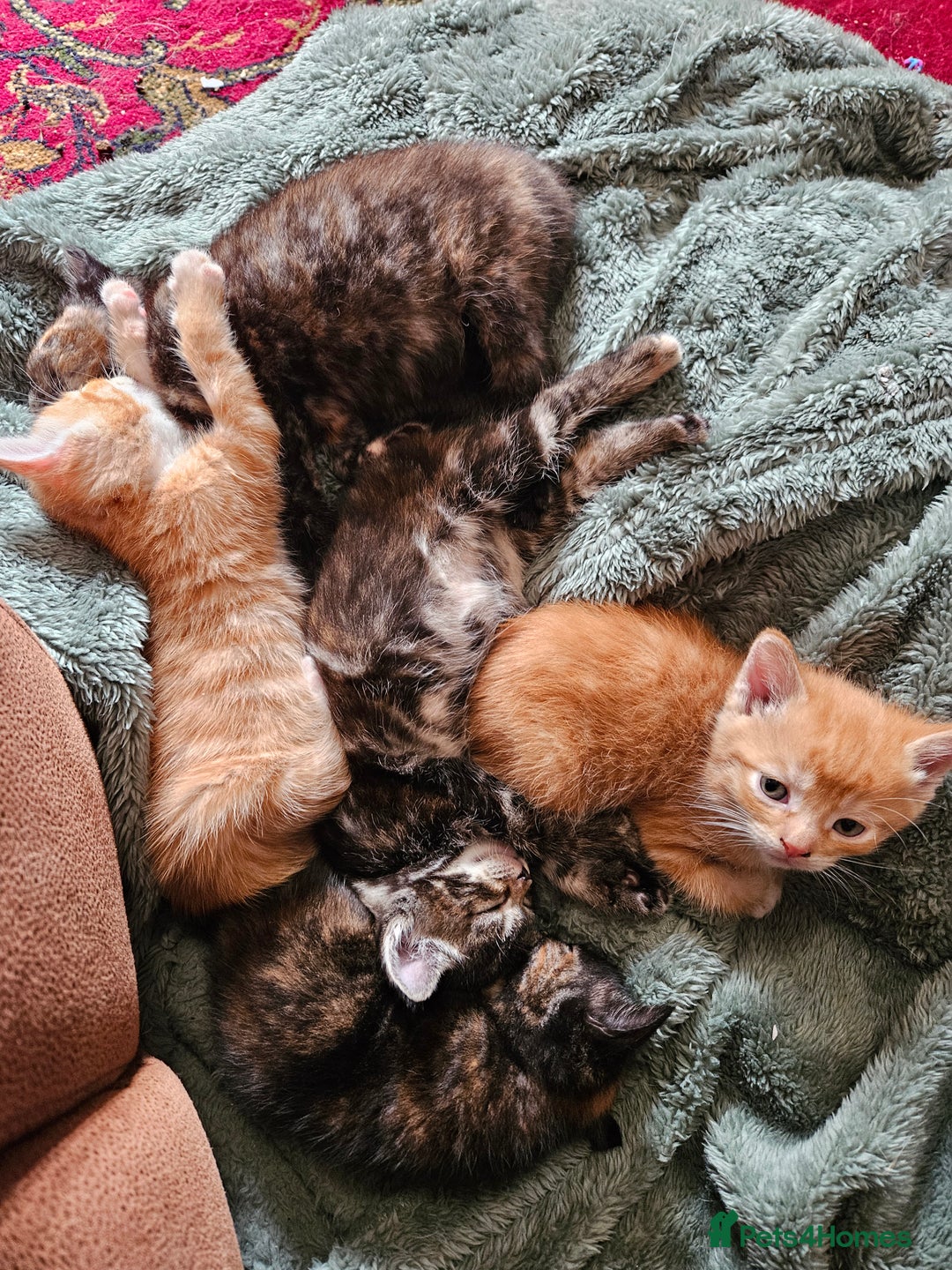 Mixed Breed cats for sale: 5 Beautiful Kittens Ready Soon - Image 6